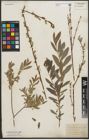 Foto von Salix purpurea L. x Salix repens L.